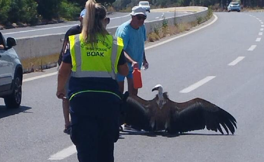 Γυπαετός στο Ηράκλειο κόντεψε να πεθάνει από τον καύσωνα – Λύγισε στη μέση της εθνικής οδού