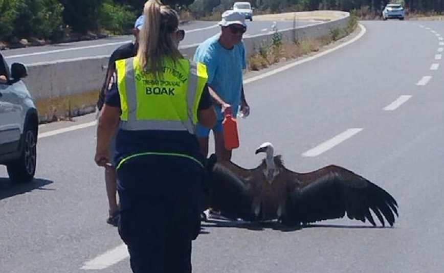 Γυπαετός στο Ηράκλειο κόντεψε να πεθάνει από τον καύσωνα &#8211; Λύγισε στη μέση της εθνικής οδού