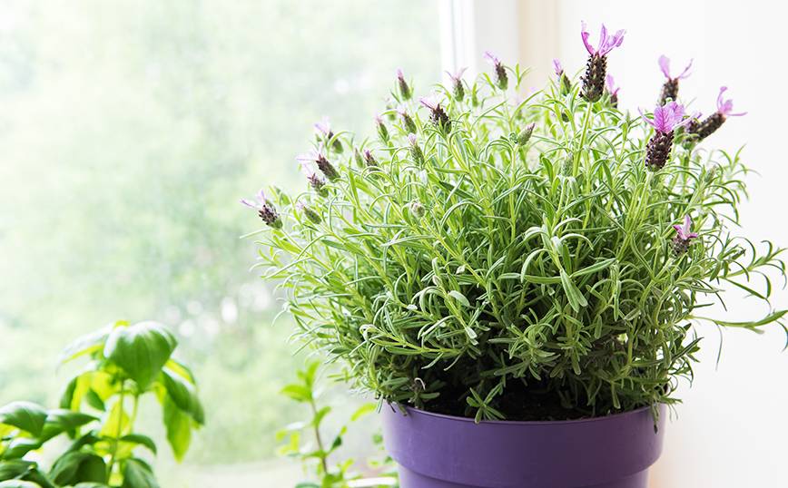 Λεβάντα Λεβάντα