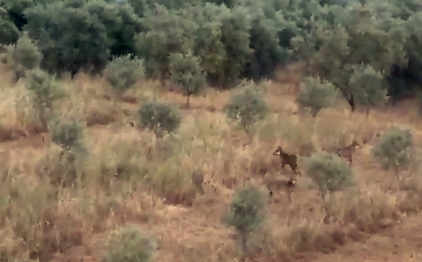 Ανησυχία σε χωριό της Μαγνησίας &#8211; Εντοπίστηκε αγέλη λύκων