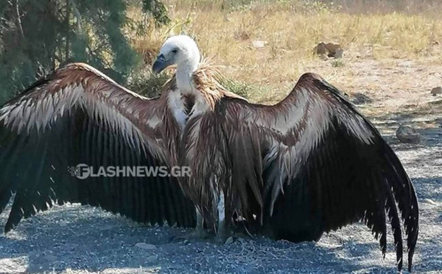 Ταλαιπωρημένο όρνιο κατέφυγε στην παραλία του Φραγκοκάστελλου στην Κρήτη