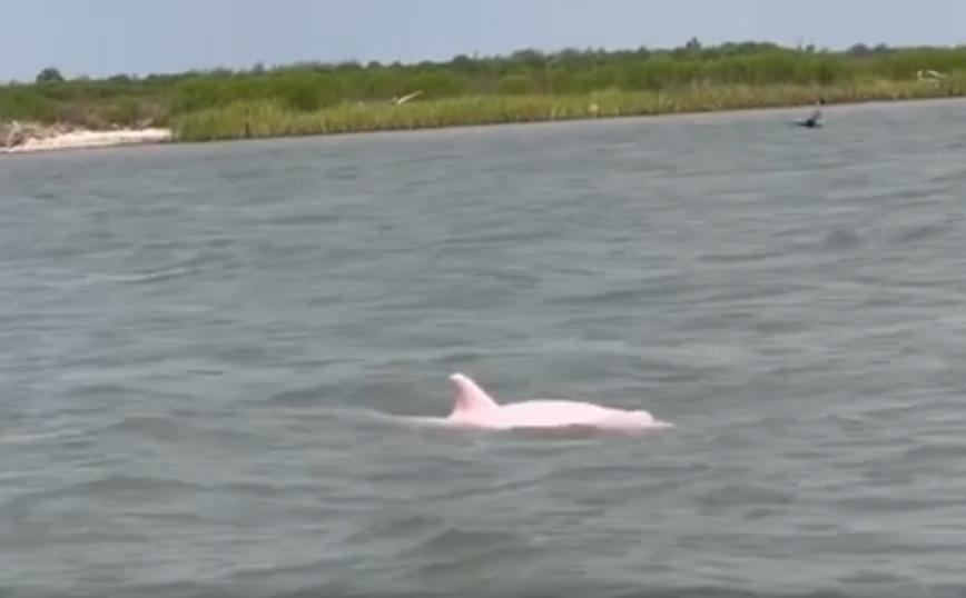 Εντυπωσιακό βίντεο με σπάνιο ροζ δελφίνι &#8211; «Δεν ήξερα καν ότι υπάρχουν &#8211; Εκπληκτικό!»