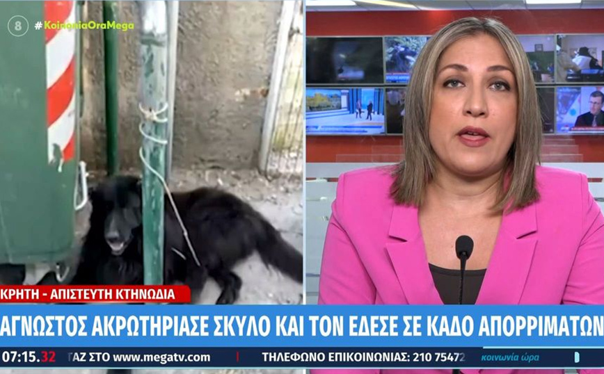 Φρίκη στην Κρήτη: Άγνωστος ακρωτηρίασε σκύλο και τον έδεσε σε κάδο απορριμμάτων