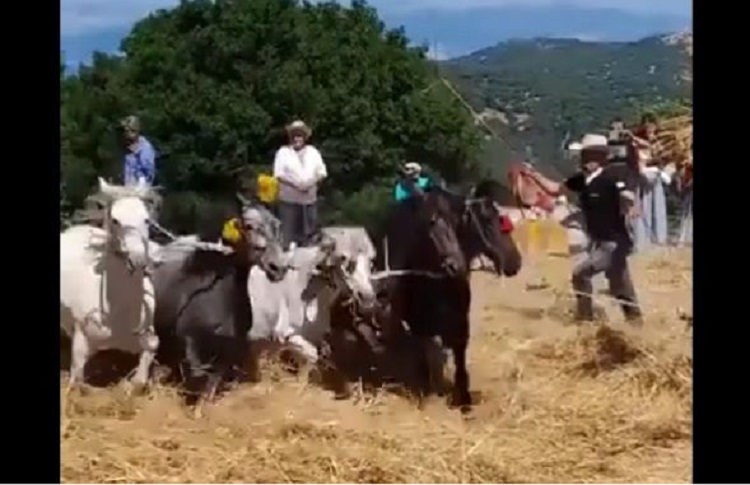 Οργή και αντιδράσεις για «έθιμο» σε χωριό της Αρκαδίας: Μαστιγώνουν άλογα σε «αναπαράσταση παραδοσιακού αλωνίσματος»