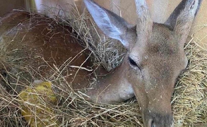 Χειρουργήθηκε το ελαφάκι που σώθηκε από τη φωτιά στη Ρόδο