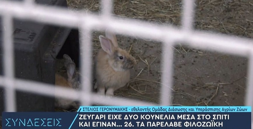 Θεσσαλονίκη: Πήρε ζευγάρι κουνελιών και έγιναν 27 – Ζούσε μαζί τους σε διαμέρισμα 60 τ.μ.