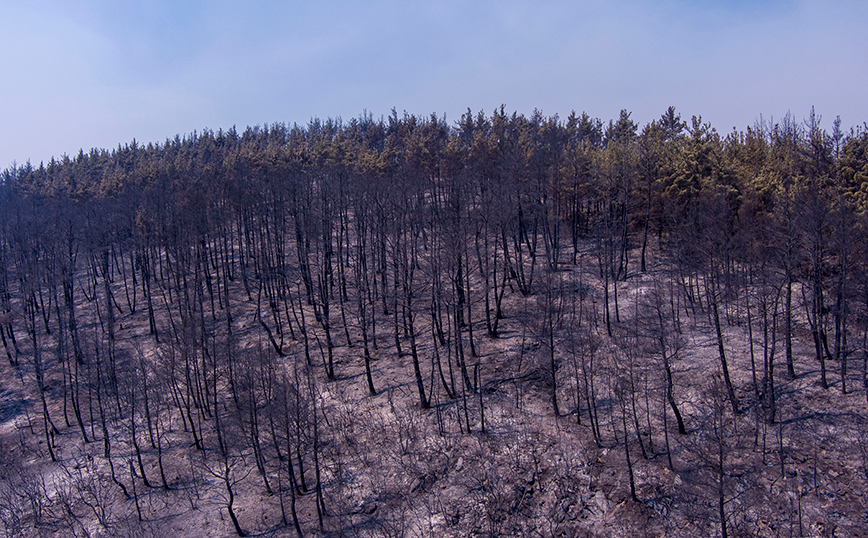«Το πιο πιθανό να μην έχουμε ξανά το δάσος της Δαδιάς, ήταν καταστροφή μη αναστρέψιμη» λέει καθηγητής δασικών πυρκαγιών