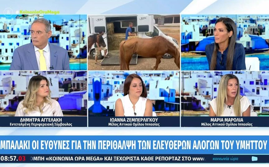 Παρ’ ολίγον σοβαρό τροχαίο με τα 100 ελεύθερα άλογα στον Υμηττό – Μπαλάκι οι ευθύνες για την περίθαλψή τους