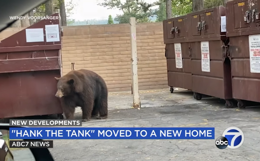 «Συνελήφθη» η αρκούδα «Χανκ το τανκ» μετά από 21 διαρρήξεις σε σπίτια