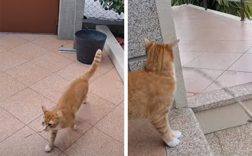 Γάτα με&#8230; εκπαίδευση σκύλου
