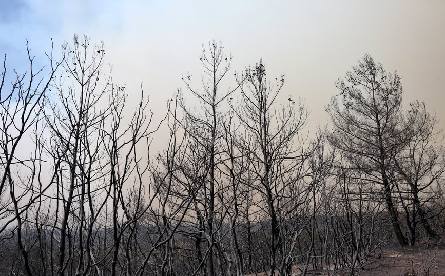 «Λιγότερα δέντρα, σημαίνει χαμηλότερη ποιότητα αέρα» – Γιατί είναι αναγκαίοι οι «πνεύμονες» πρασίνου
