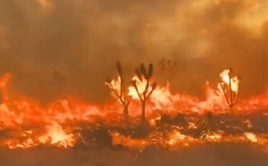 Τεράστια φωτιά στην Καλιφόρνια: Καίγονται τα εμβληματικά δέντρα Joshua