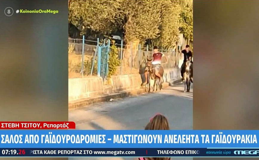 Σάλος για αγώνες με γαϊδουράκια στη Λέσβο – Ανήλικοι τα μαστιγώνουν και οι γονείς τους λένε να χτυπήσουν πιο δυνατά