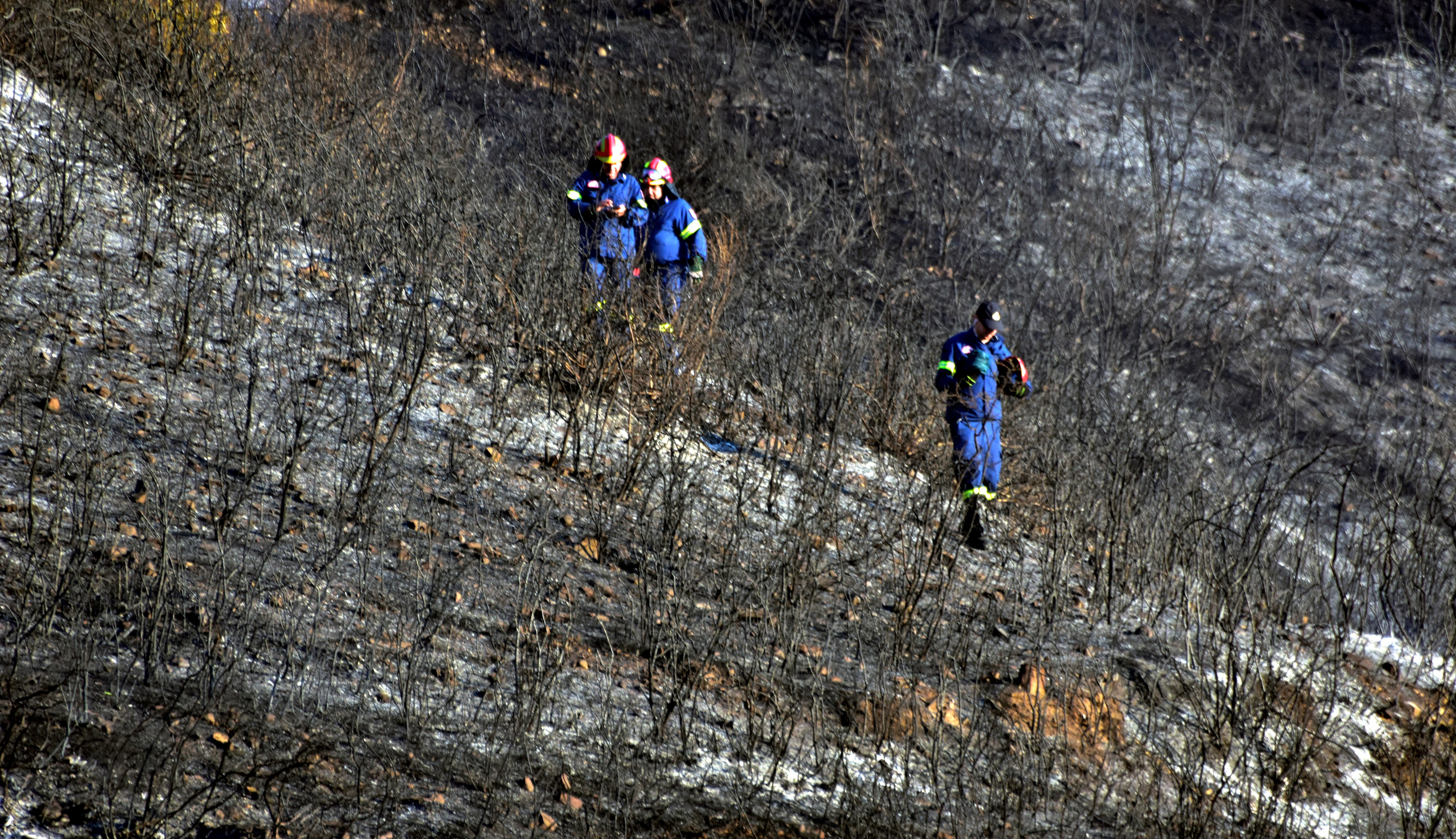 Δραματικά στοιχεία για τις φωτιές στην Αττική – Τα τελευταία 7 χρόνια έχει γίνει στάχτη το 33% των δασών