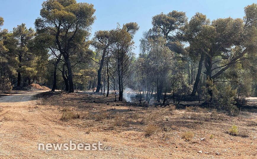 Δύο προσαγωγές για τη νέα φωτιά στον Αυλώνα που κινείται προς Πάρνηθα