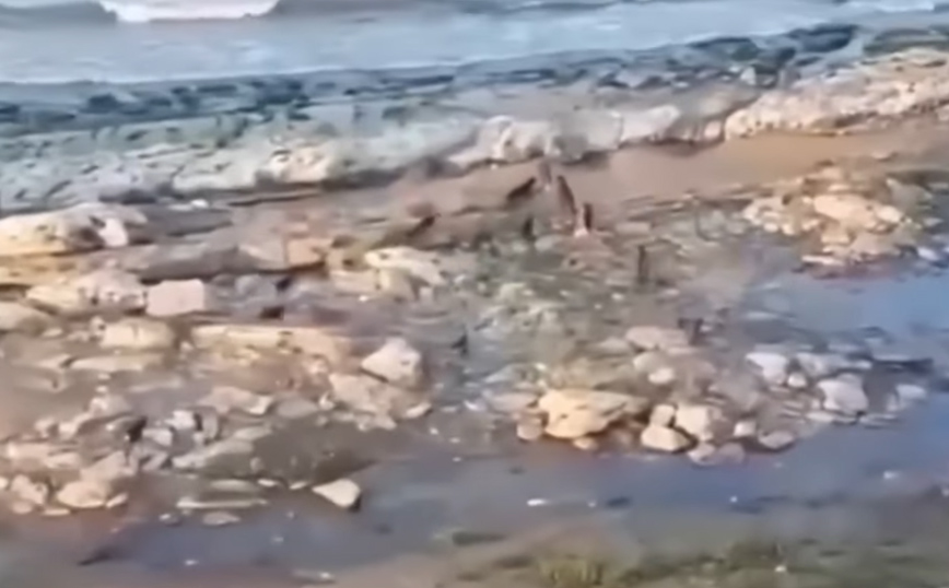 Αγέλη άγριων σκύλων κυνηγά αγόρι σε παραλία – Βίντεο που κόβει την ανάσα