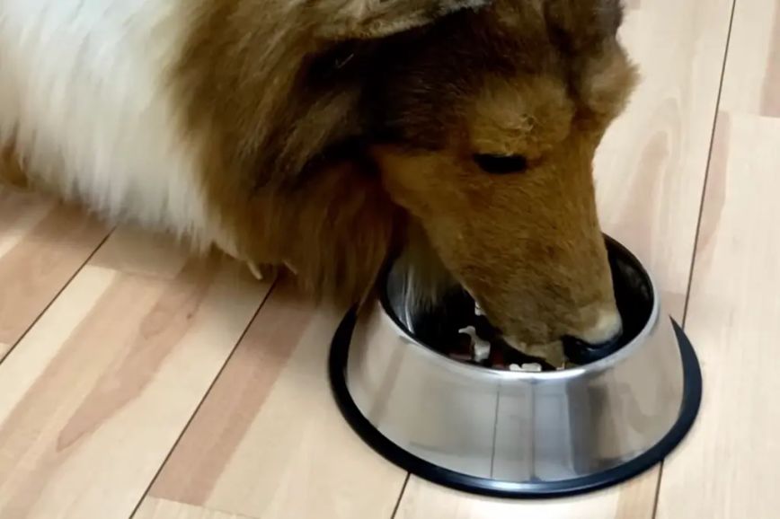 Ο άνθρωπος που μεταμορφώθηκε σε σκύλο δείχνει τώρα πώς τρώει &#8211; «Θα προσπαθήσω να τρώω σκυλοτροφή!»