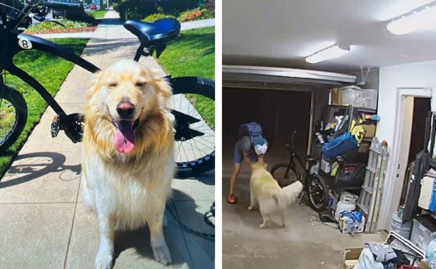 Συνελήφθη ο άνδρας που έκλεψε ποδήλατο και έγινε viral για τα… χάδια που έκανε στο σκύλο του σπιτιού