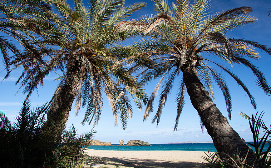 Φοινικόδασος Βάι, Κρήτη Φοινικόδασος Βάι, Κρήτη