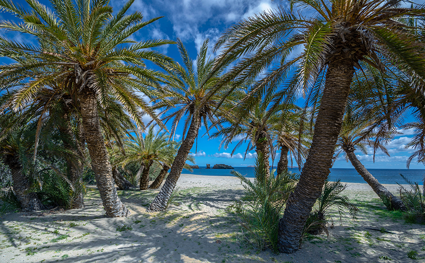 Φοινικόδασος Βάι, Κρήτη Φοινικόδασος Βάι, Κρήτη