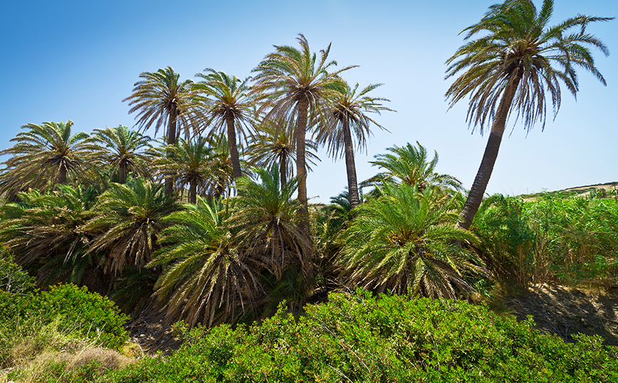 Φοινικόδασος Βάι, Κρήτη Φοινικόδασος Βάι, Κρήτη