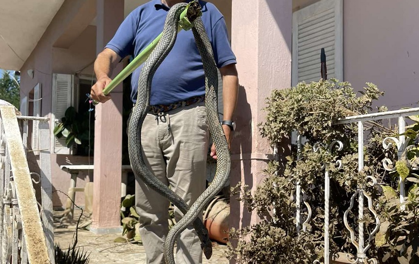 Κακοκαιρία Daniel: Φίδι 2,5 μέτρων εμφανίστηκε σε σπίτι του Παλαμά στην Καρδίτσα μετά τις πλημμύρες