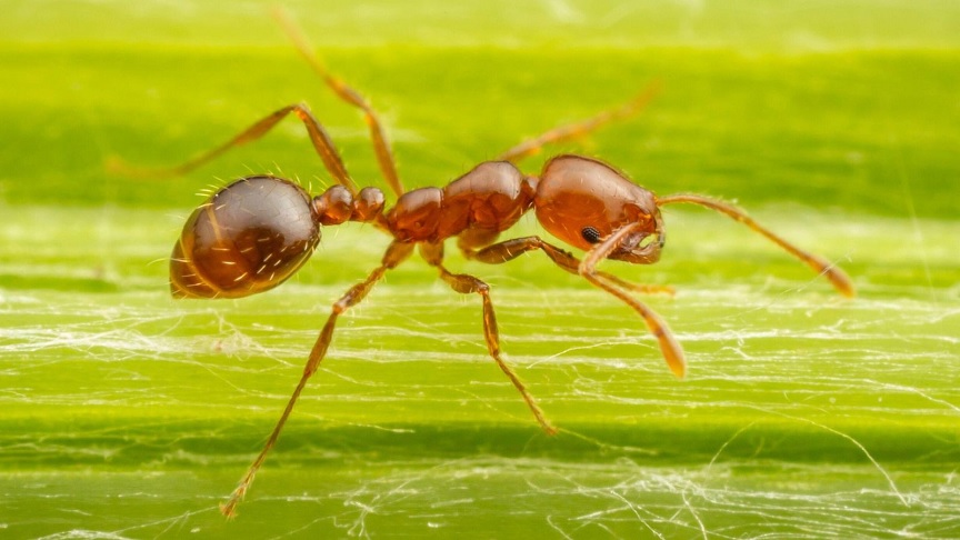 Ένας από τους μεγαλύτερους εισβολείς έφτασε στην Ευρώπη – Τα καταστροφικά κόκκινα μυρμήγκια αναπτύσσονται στην Ιταλία