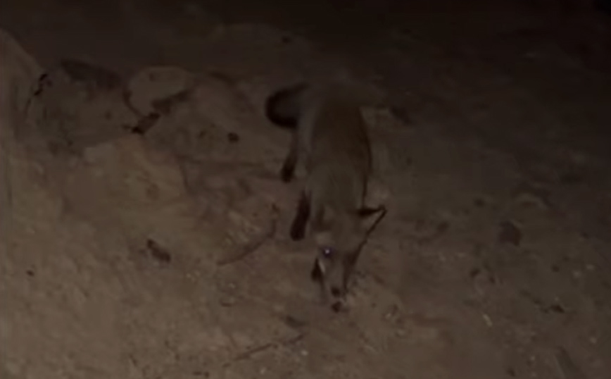 Συγκινητικό βίντεο με κάτοικο του Έβρου να ταΐζει αλεπουδίτσα στα καμένα