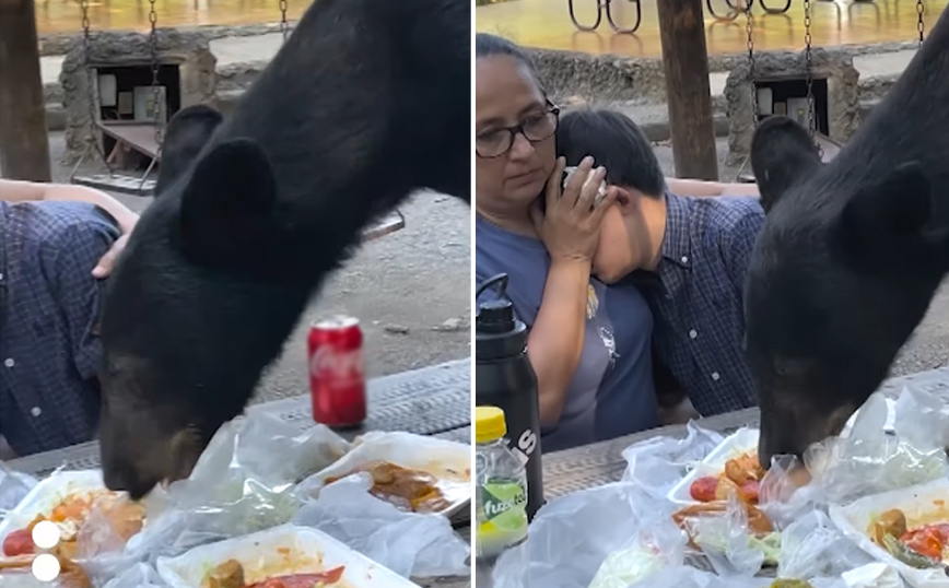 Τρόμος σε πικνίκ: Όλοι πάγωσαν όταν η αρκούδα ανέβηκε στο τραπέζι και άρχισε να τρώει το φαγητό τους