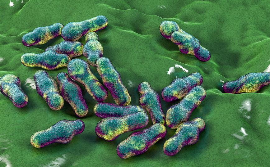 Βακτήρια Βακτήρια