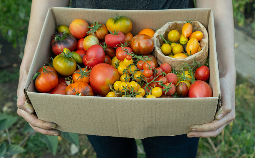 Άνθρωπος κρατάει κουτί με ντομάτες Άνθρωπος κρατάει κουτί με ντομάτες