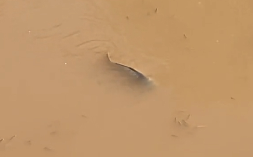 Λάρισα: Τεράστια ψάρια κολυμπούν στον πλημμυρισμένο Πηνειό στο κέντρο της πόλης