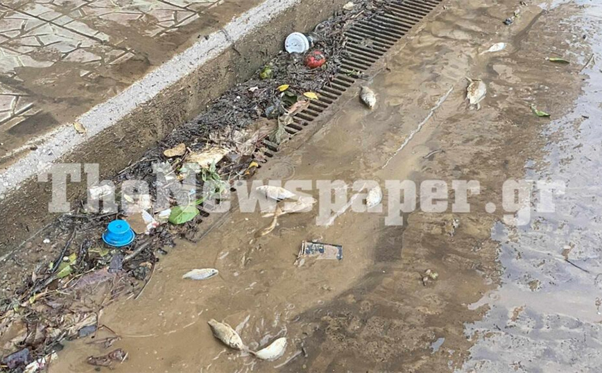 Τα ψάρια βγήκαν στη στεριά και σπαρταρούν στον δρόμο στον Βόλο – Η πόλη δοκιμάζεται ξανά από την κακοκαιρία