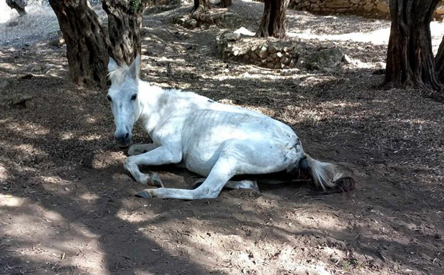 Σε άθλια κατάσταση άλογα στη Λέσβο – Τι καταγγέλλει η «Κιβωτός Μυτιλήνης»