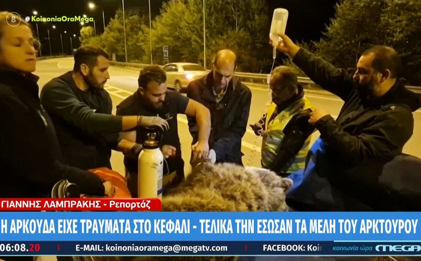 Κερδίζει τη «μάχη» η αρκούδα που χτυπήθηκε από αυτοκίνητο στην Κοζάνη – Βελτιώνεται η υγεία της