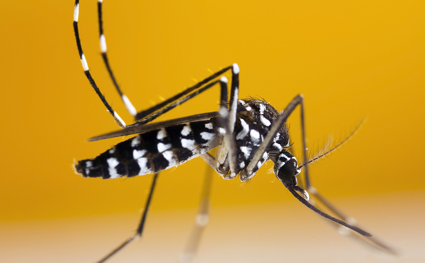 Οδηγίες προστασίας για το κουνούπι τίγρης &#8211; Πολλαπλασιάζεται ραγδαία ο πληθυσμός του στην Αττική