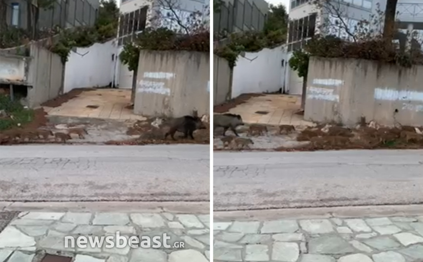 Αγριογούρουνα κάνουν… παρέλαση στους Θρακομακεδόνες