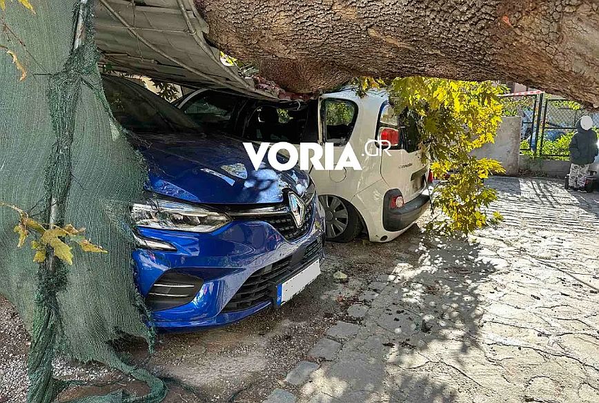 Θεσσαλονίκη: Οι θυελλώδεις άνεμοι ξερίζωσαν μεγάλο πλάτανο και το δέντρο πέφτoντας καταπλάκωσε αυτοκίνητα