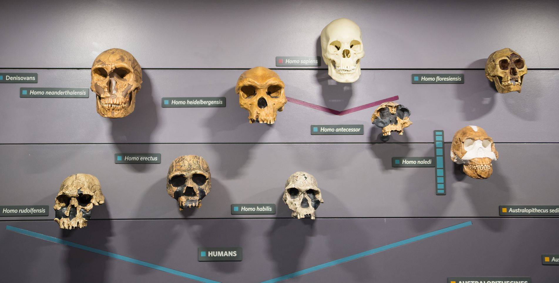 Νεκροκεφαλές Νεκροκεφαλές