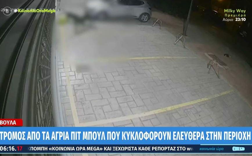 Άφησε ανεξέλεγκτα τρία πίτμπουλ να κατασπαράξουν αδέσποτες γάτες &#8211; Βίντεο-ντοκουμέντο από τα όσα έγιναν στη Βούλα