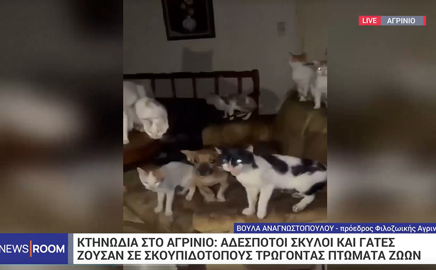 Εικόνες ντροπής στο Αγρίνιο με δεκάδες σκυλιά και γάτες να ζουν κάτω από άθλιες συνθήκες