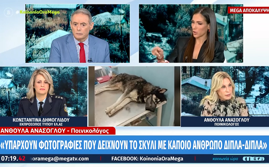 Αποκάλυψη από τη δικηγόρο του ιδιοκτήτη του Όλιβερ: «Υπάρχουν φωτογραφίες που δείχνουν το σκυλί με κάποιον άνθρωπο»