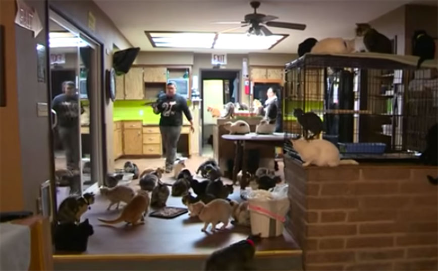 Γυναίκα μοιράζεται το σπίτι της με 1.100 γάτες