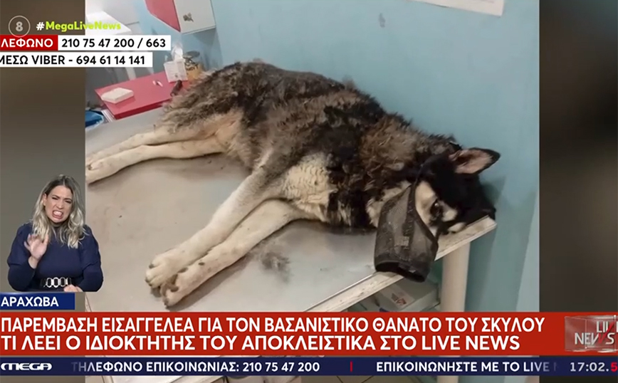 «Δεν έχω συνέλθει από το σοκ» λέει ο κηδεμόνας του χάσκι που κακοποιήθηκε στην Αράχωβα – Σε μποϊκοτάζ καλούν οι πολίτες