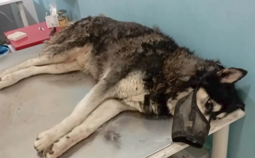 Φρίκη στην Αράχωβα: Διαφωνία μεταξύ των κτηνιάτρων για το εάν βιάστηκε με αιχμηρό αντικείμενο ο Όλιβερ