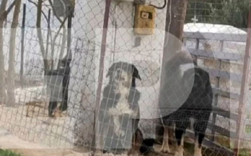 Προφυλακιστέος ο ιδιοκτήτης των σκυλιών που κατασπάραξαν την 50χρονη στη Νεοχωρούδα Θεσσαλονίκης