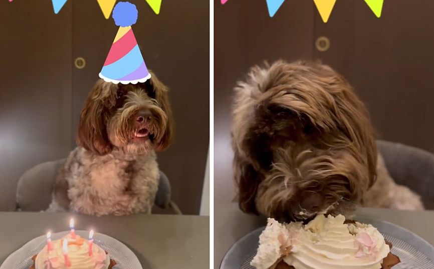 Στέφανος Κασσελάκης και Τάιλερ Μακμπέθ γιόρτασαν τα γενέθλια της σκυλίτσας τους