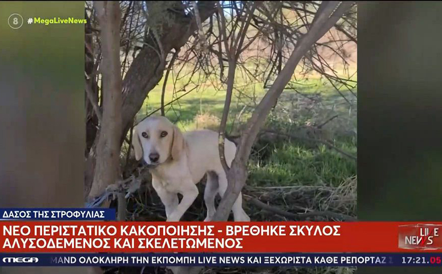 Έδεσαν σκύλο σε δέντρο στην Αχαΐα και το άφησαν να πεθάνει &#8211; «Ήταν τόσο σφιχτός ο κόμπος, που δεν λύνονταν»