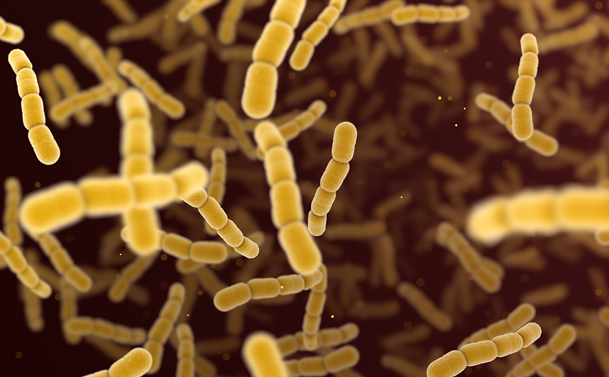 Στρεπτόκοκκος Στρεπτόκοκκος