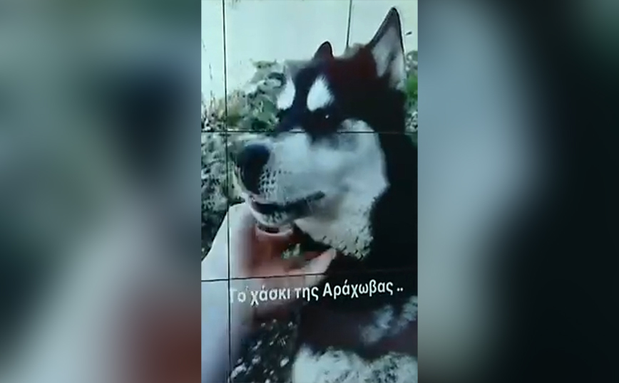 Τι λέει το πόρισμα για τον Όλιβερ στην Αράχωβα – Αποκλείει την κακοποίηση από άνθρωπο πρώην καθηγητής του ΑΠΘ
